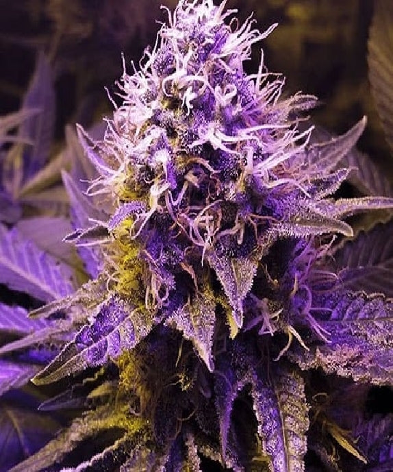 Marj Jane Seeds Purple Haze Auto – Legendärer Klassiker in moderner Autoflower /3 Samen