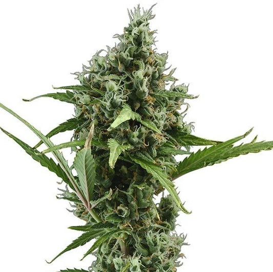 Marj Jane Seeds Lemon Haze Auto – Zitrus-Power als schnelle Autoflower /3 Samen
