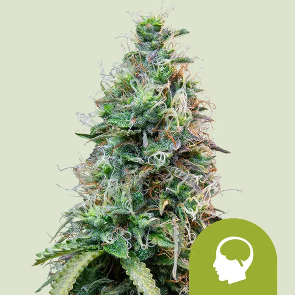 Royal Queen Seeds Amnesia Haze Auto – Legendäre Haze-Genetik als schnelle Autoflower (3 Samen)