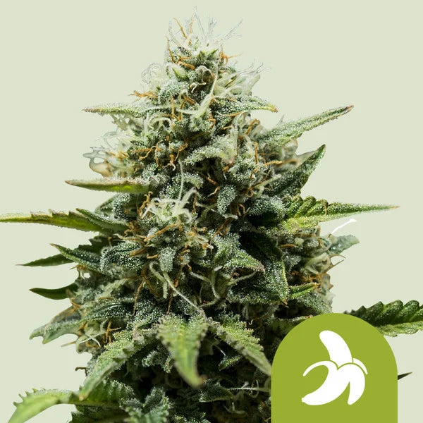 Royal Queen Seeds Fat Banana Auto – Fruchtige Indica-Power mit maximaler Entspannung (3 Samen)