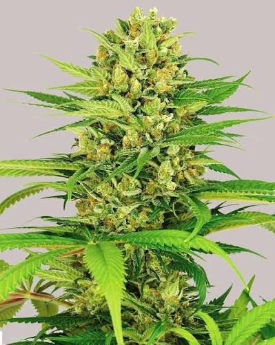 Marj Jane Seeds Bubble Gum Auto – Süße Autoflower mit klassischem Candy-Aroma /3 Samen