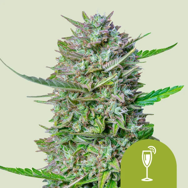 Royal Queen Seeds Mimosa Auto – Fruchtige Sativa-Power als schnelle Autoflower (3 Samen)