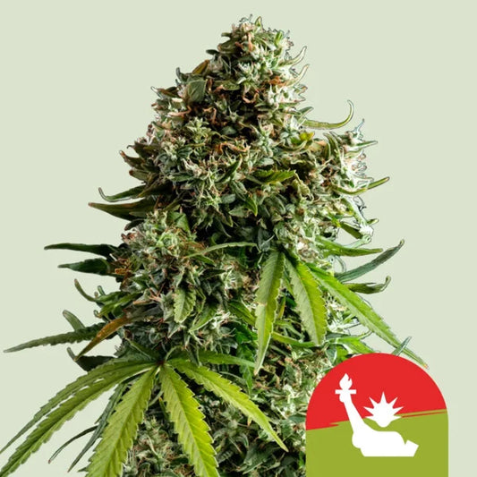 Royal Queen Seeds NYC Sour D Auto – Legendäre Diesel-Genetik mit modernem Autoflower-Speed (3 Samen)