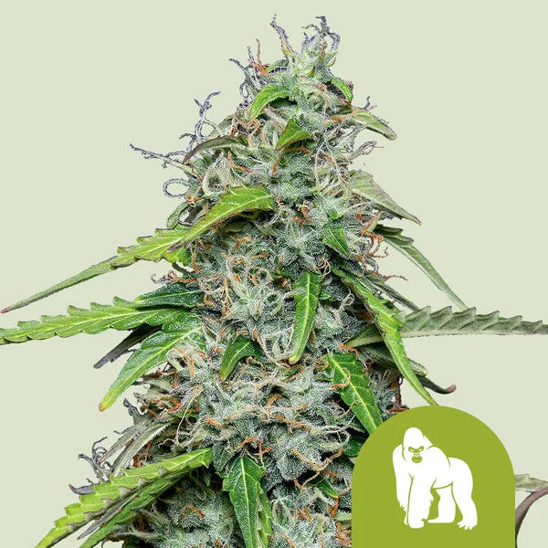Royal Queen Seeds Royal Gorilla Auto – Extrem potente Autoflower mit legendärer Gorilla-Genetik (3 Samen)