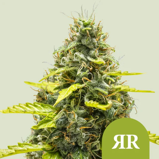 Royal Queen Seeds Royal Runtz Auto – Premium Candy-Strain als schnelle Autoflower (3 Samen)