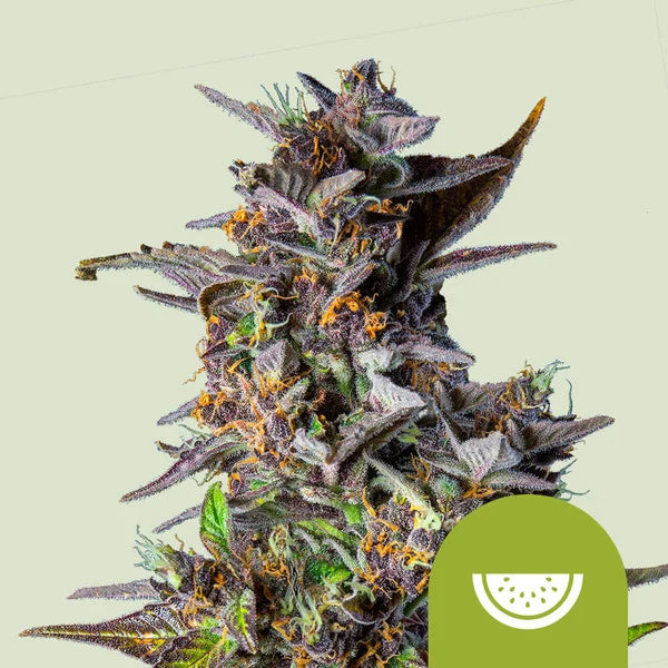 Royal Queen Seeds Watermelon Auto – Tropische Autoflower mit süßem Fruchtprofil (3 Samen)