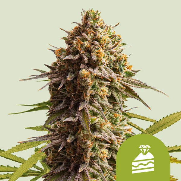 Royal Queen Seeds Wedding Cake Auto – Premium Dessert-Genetik als schnelle Autoflower (3 Samen)